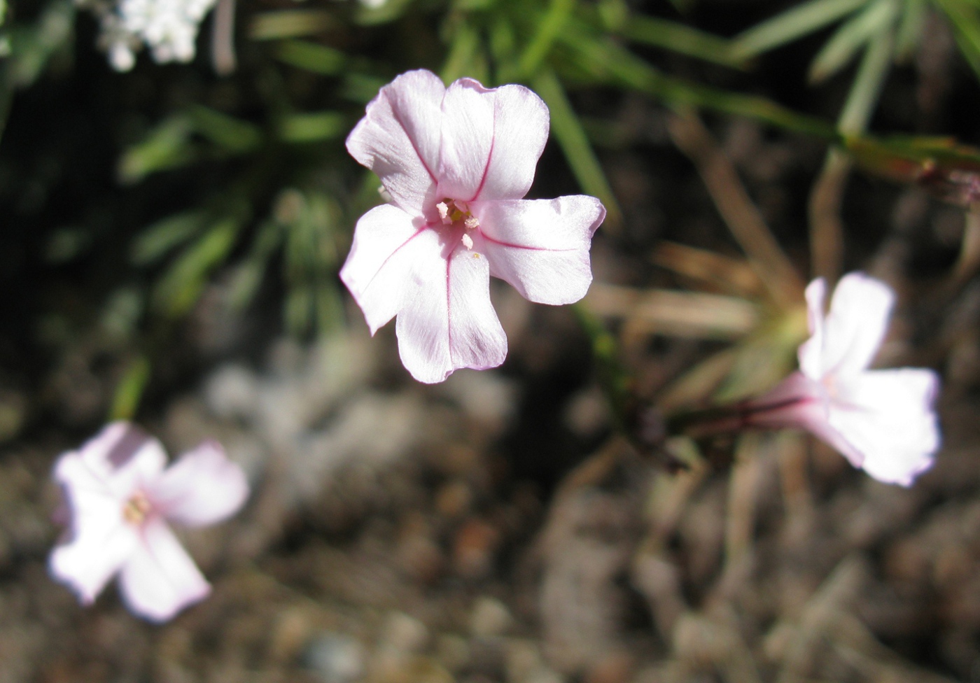 Image of genus Acantholimon specimen.