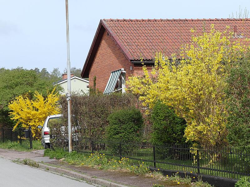 Image of Forsythia &times; intermedia specimen.