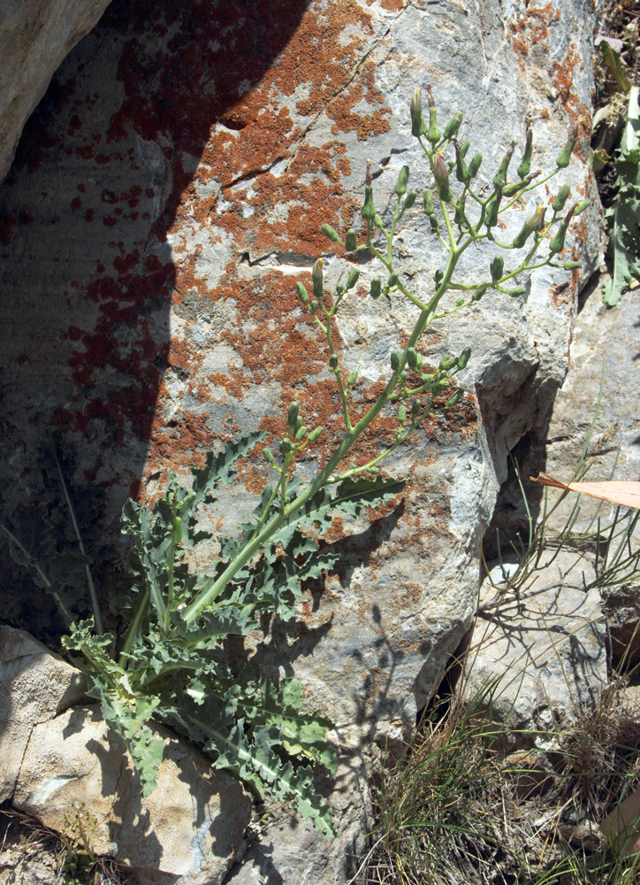 Image of Steptorhamphus crambifolius specimen.