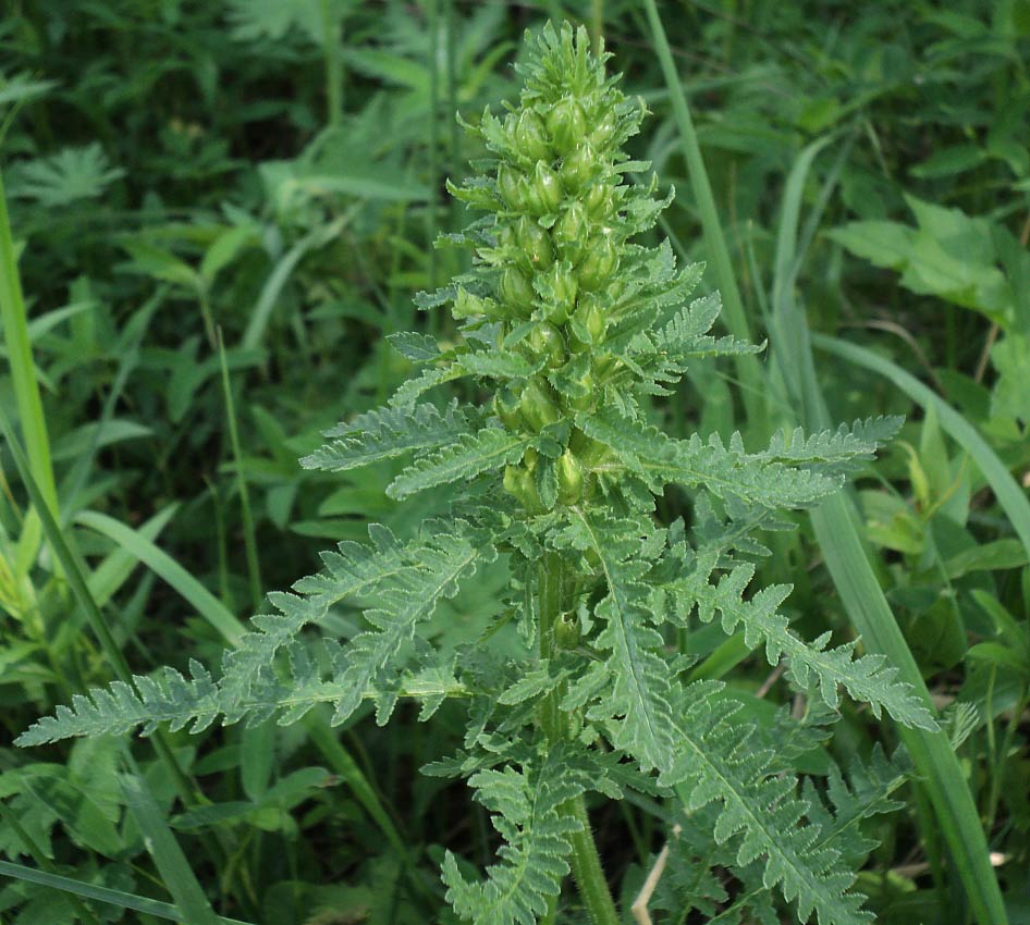 Image of Pedicularis kaufmannii specimen.