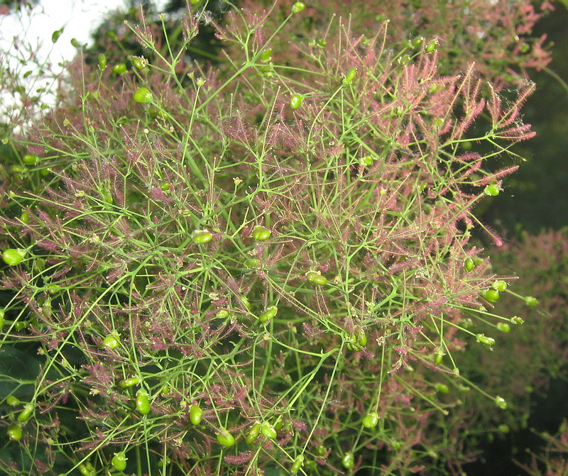 Image of Cotinus coggygria specimen.