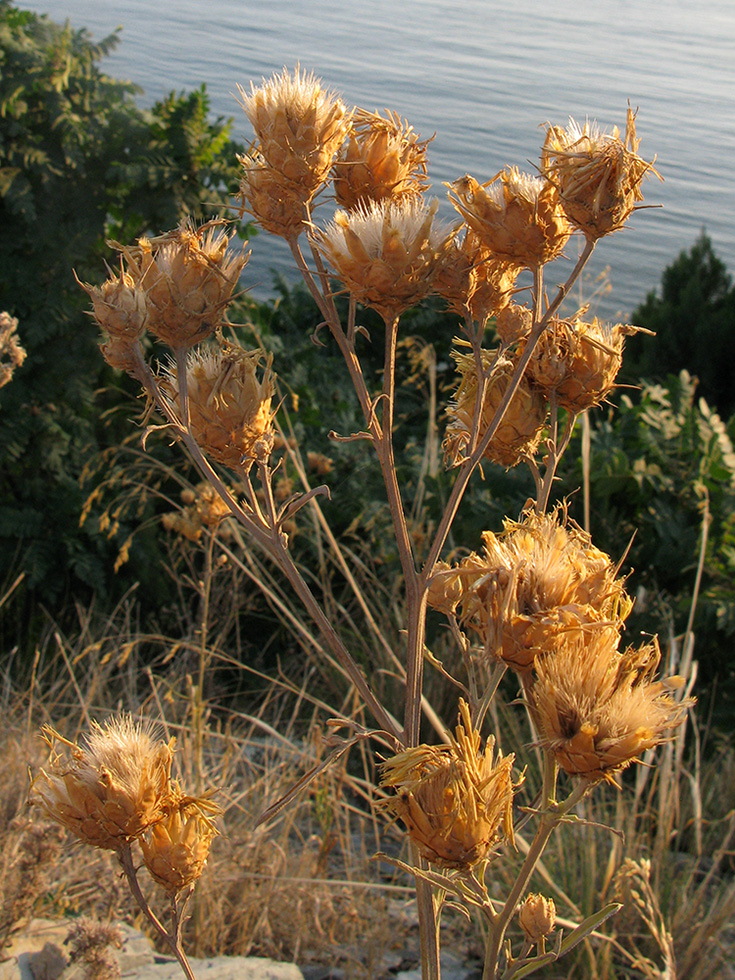 Image of Centaurea salonitana specimen.