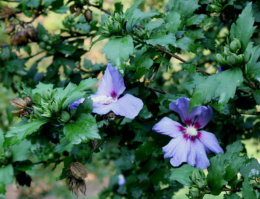 Image of Hibiscus syriacus specimen.