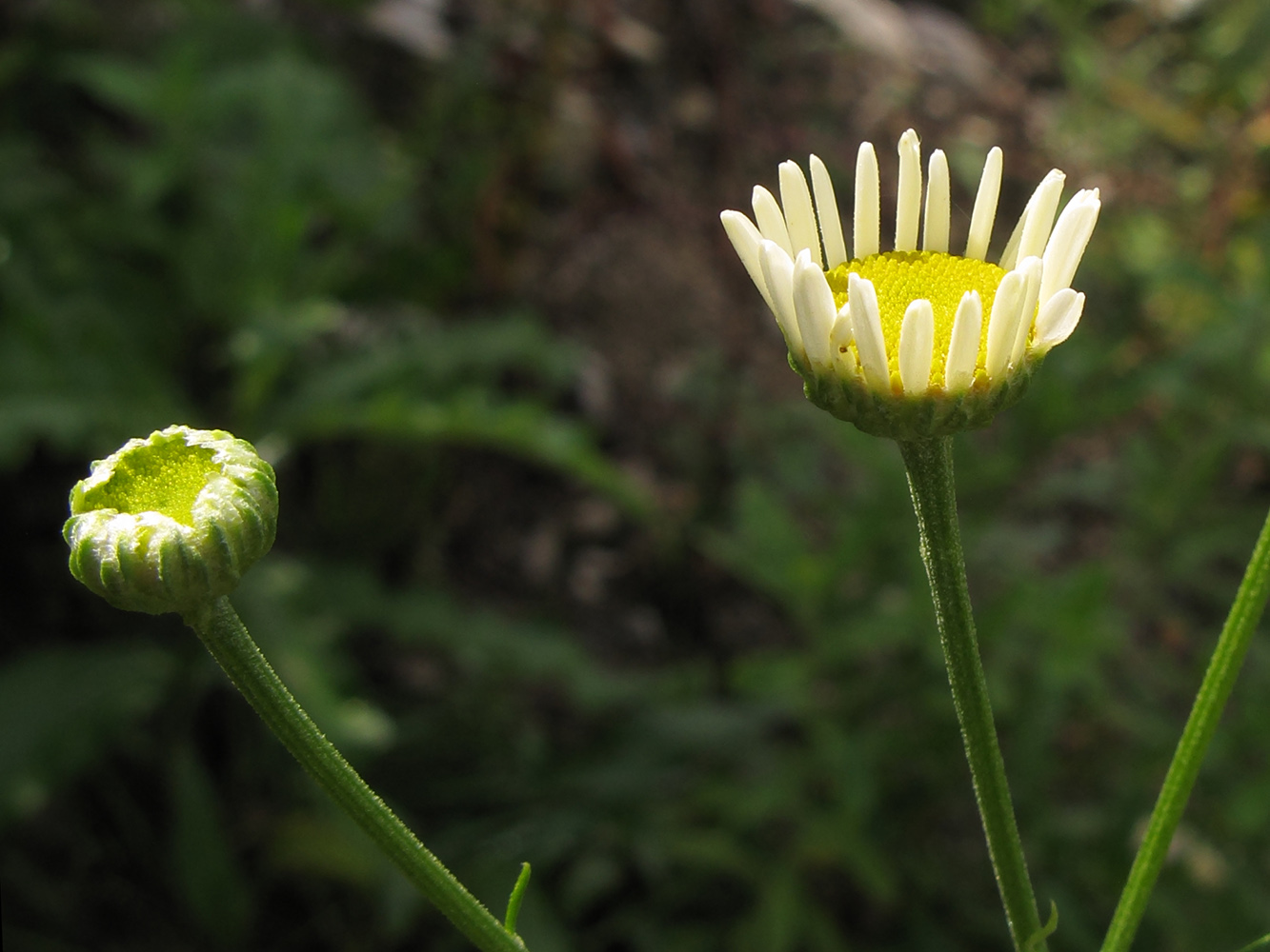 Изображение особи Pyrethrum parthenifolium.