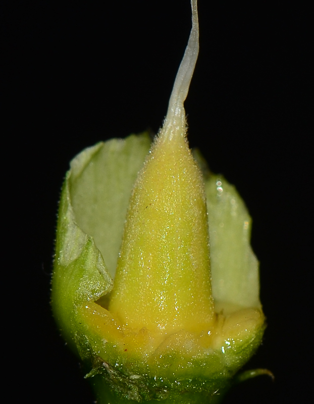 Image of Hibiscus schizopetalus specimen.