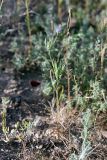 Nigella integrifolia. Цветущее и плодоносящее растение. Южный Казахстан, восточная граница пустыни Кызылкум. 07.05.2013.