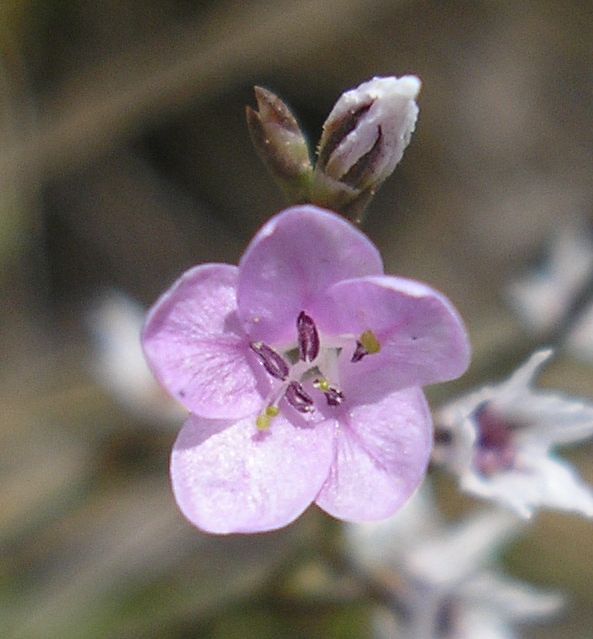 Изображение особи Goniolimon graminifolium.