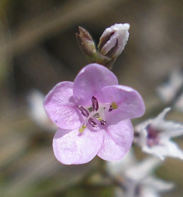 Image of Goniolimon graminifolium specimen.