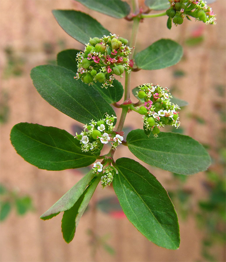 Image of Euphorbia hypericifolia specimen.