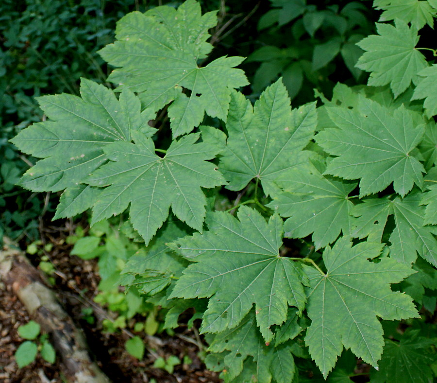 Image of Acer circinatum specimen.