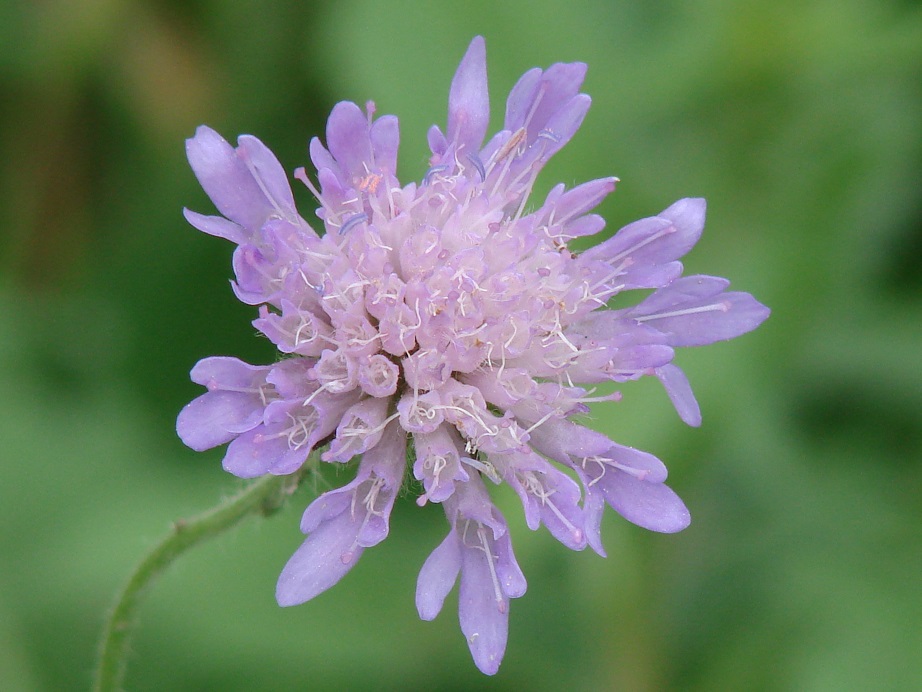 Image of Knautia arvensis specimen.