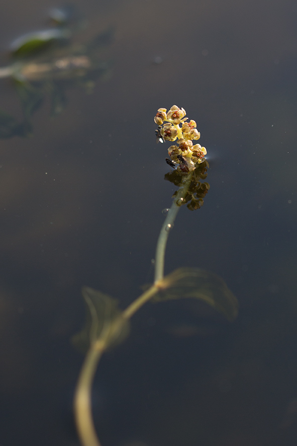 Image of Potamogeton perfoliatus specimen.