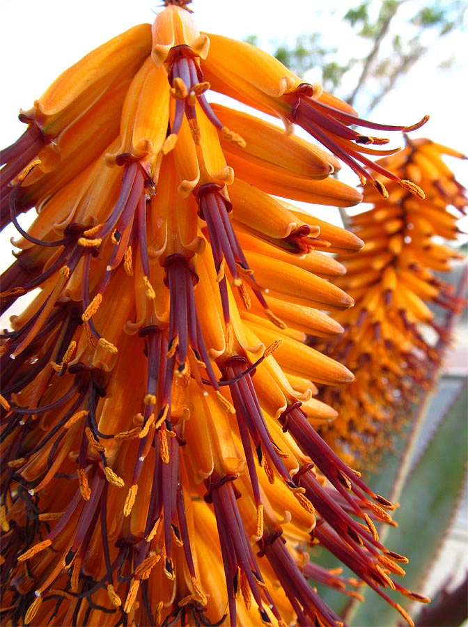 Image of Aloe ferox specimen.