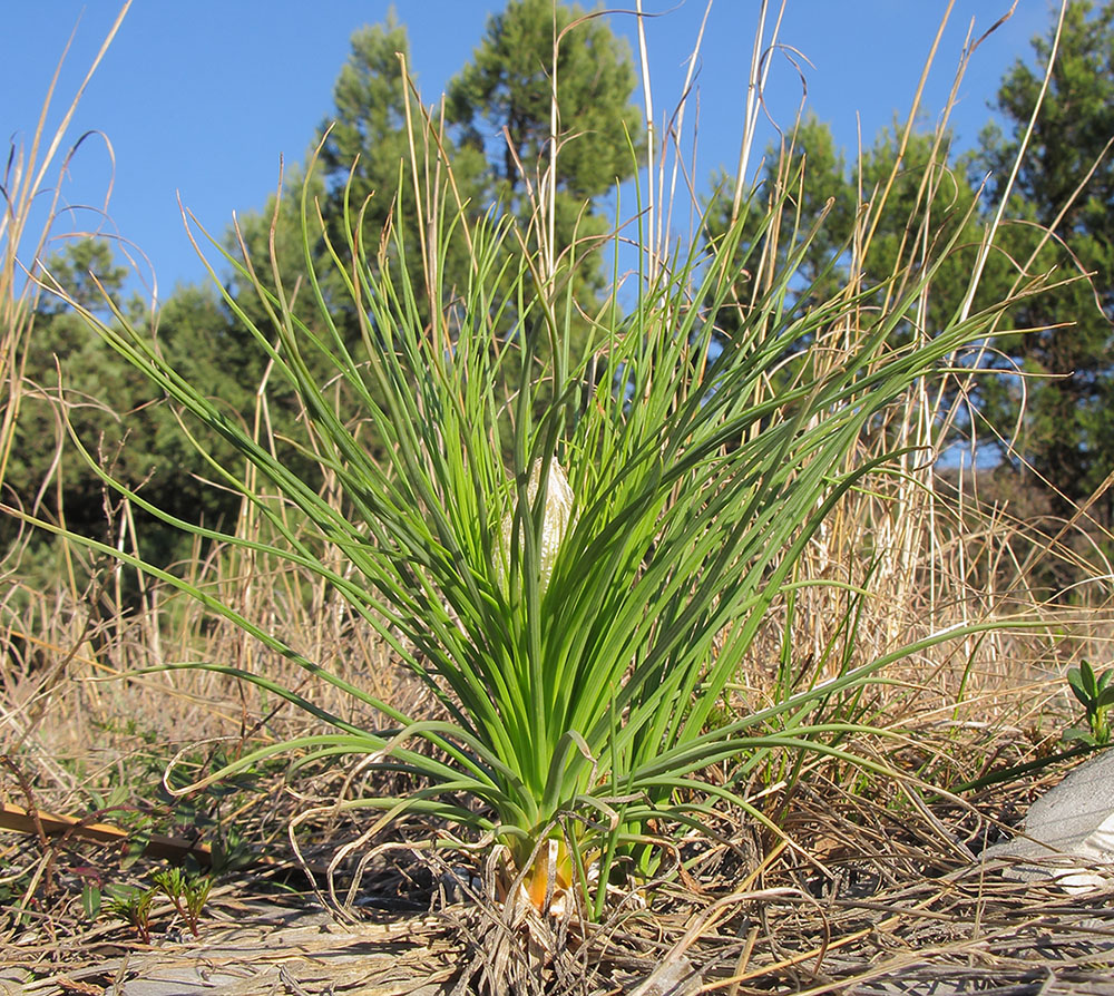 Изображение особи Asphodeline taurica.