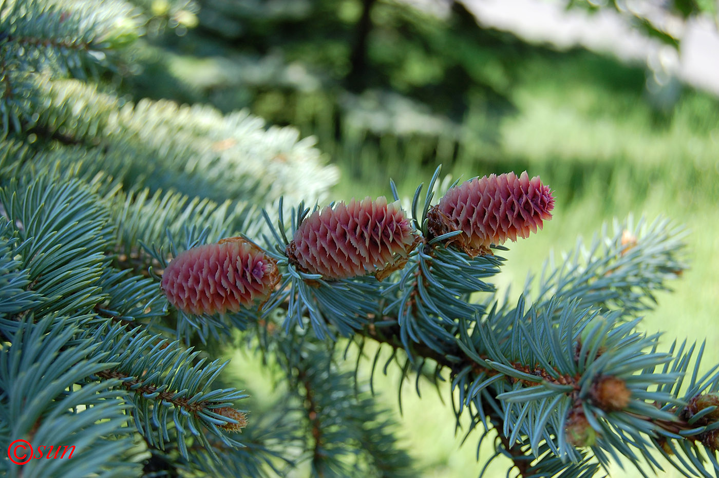 Image of Picea pungens specimen.