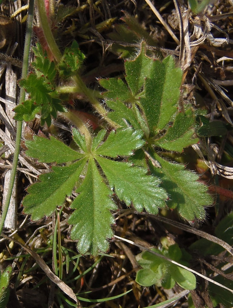 Image of Potentilla patula specimen.