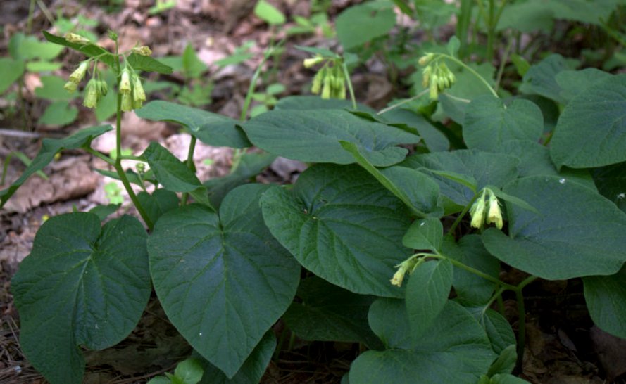 Изображение особи Symphytum cordatum.