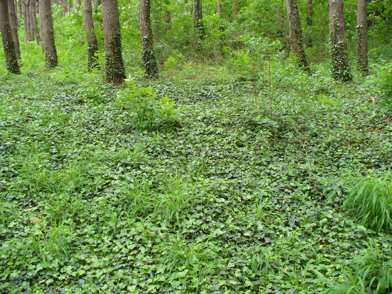 Image of Hedera helix specimen.