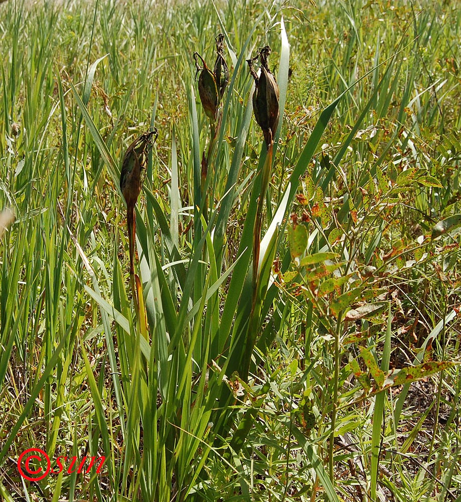 Изображение особи Iris halophila.