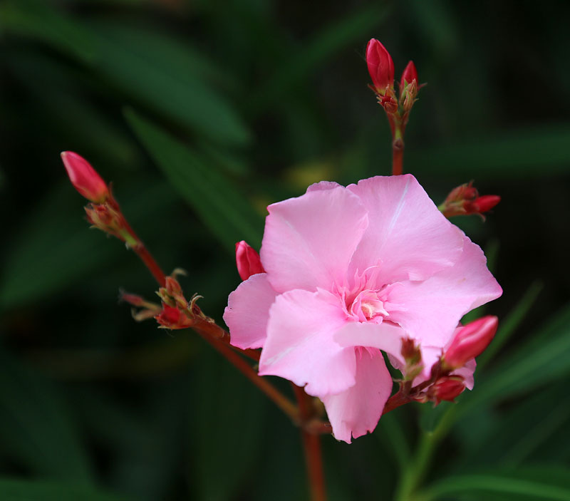 Изображение особи Nerium oleander.