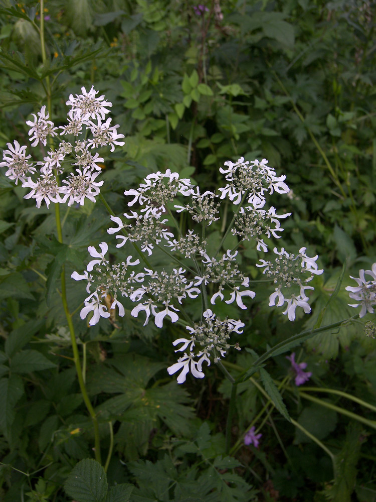 Изображение особи Heracleum chorodanum.