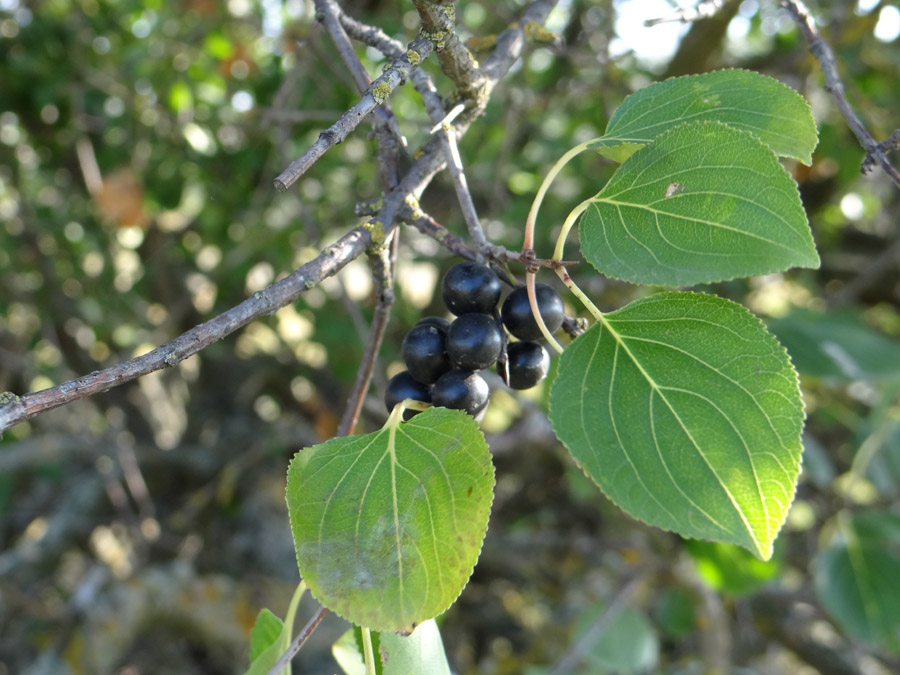 Image of Rhamnus cathartica specimen.