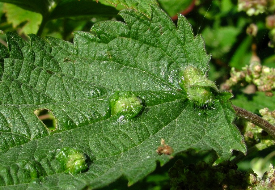 Image of Urtica dioica specimen.