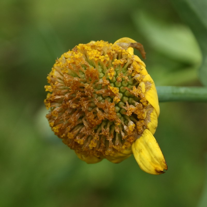 Image of Glebionis coronaria specimen.