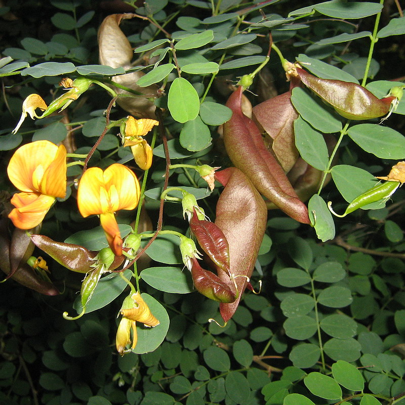 Image of Colutea orientalis specimen.