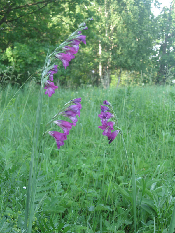 Image of Gladiolus tenuis specimen.