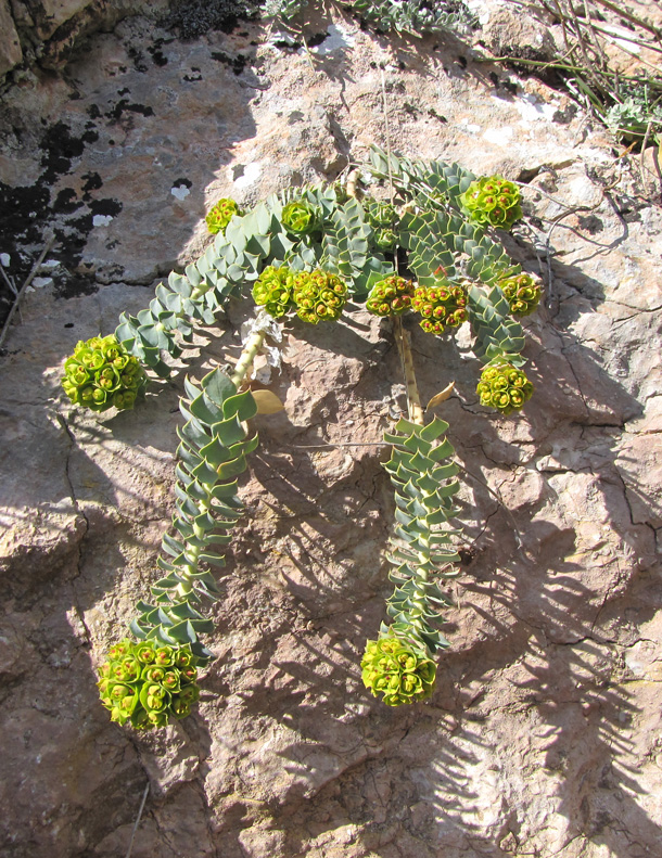 Изображение особи Euphorbia myrsinites.