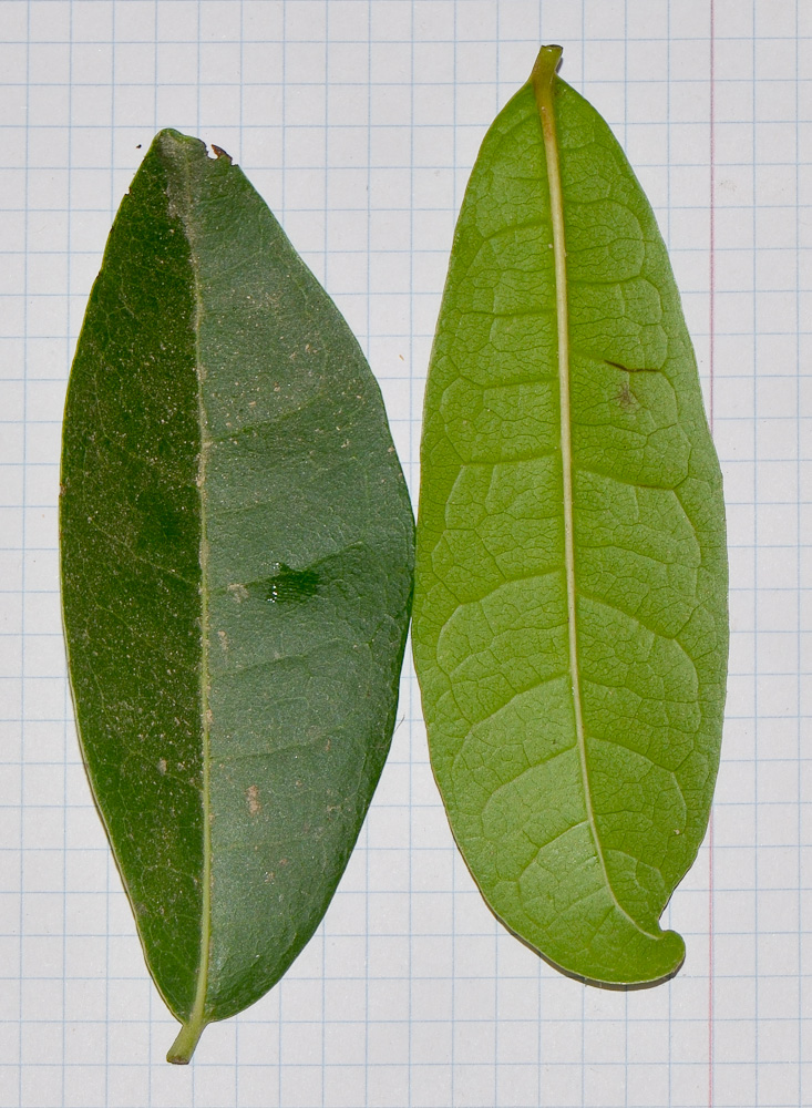 Image of Ehretia tinifolia specimen.