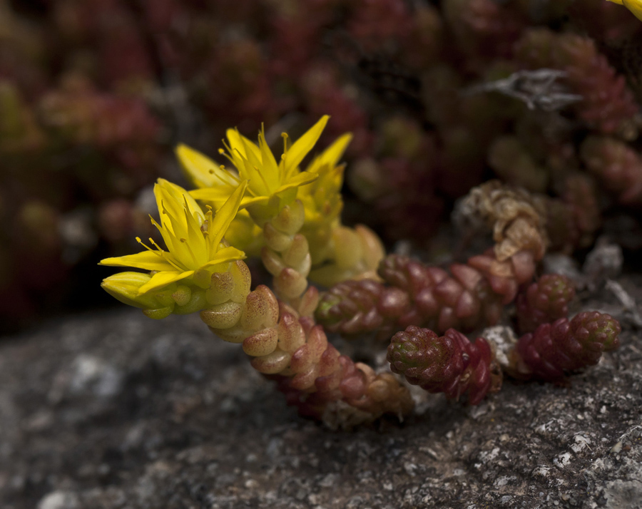 Image of Sedum acre specimen.