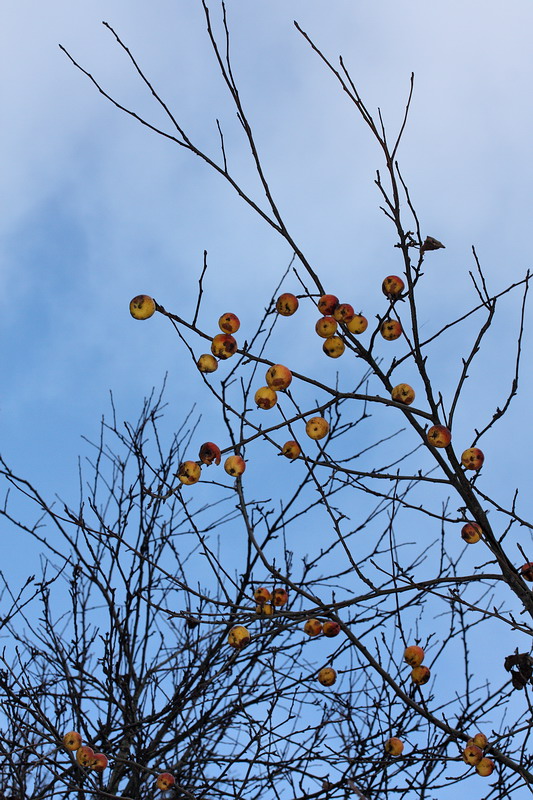 Изображение особи Malus prunifolia.