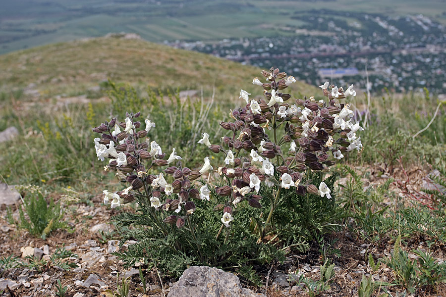 Изображение особи Salvia trautvetteri.