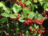 Ilex cornuta