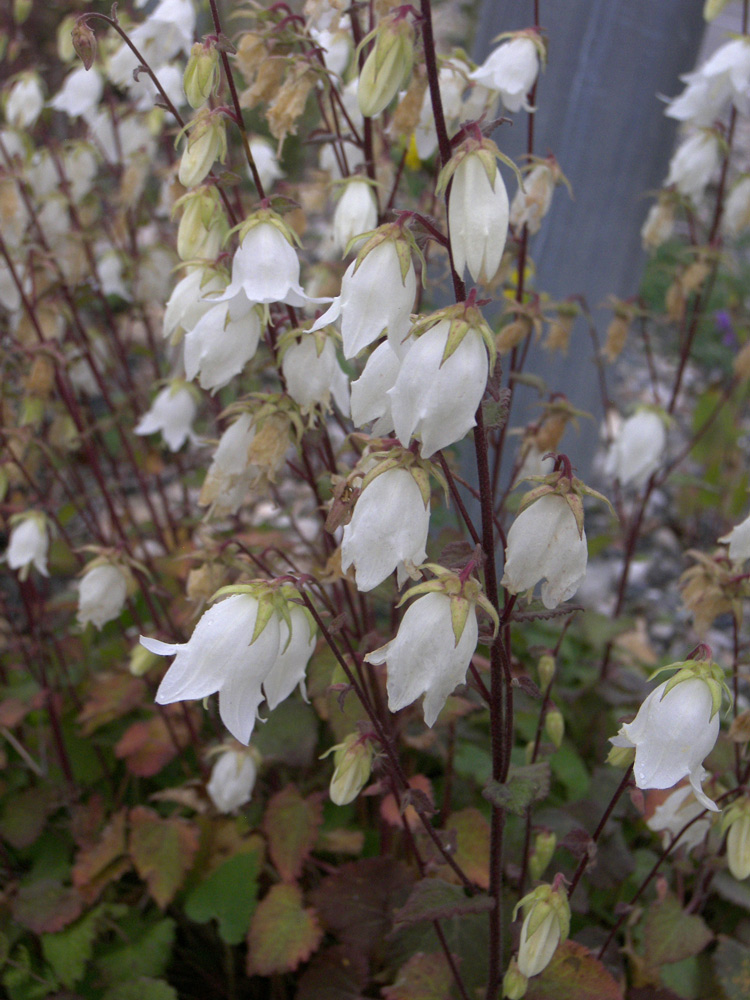 Image of Campanula leskovii specimen.