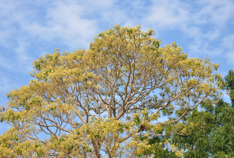 Image of Gyrocarpus americanus specimen.