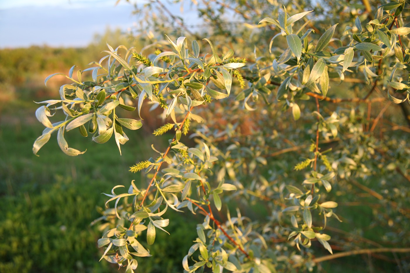 Image of Salix alba specimen.