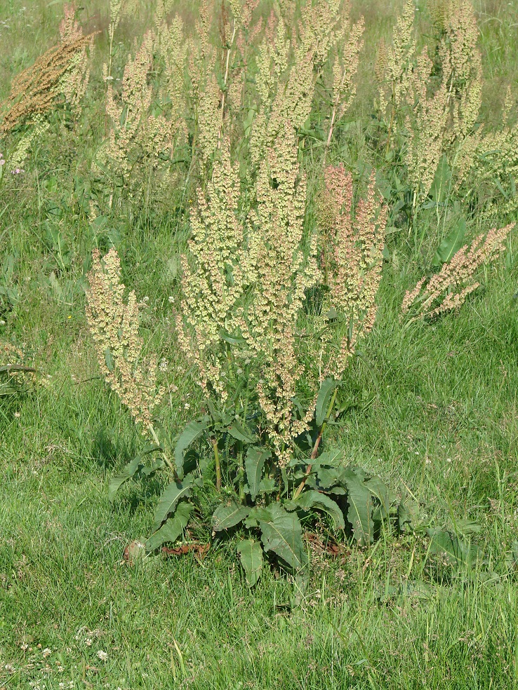 Изображение особи Rumex patientia.