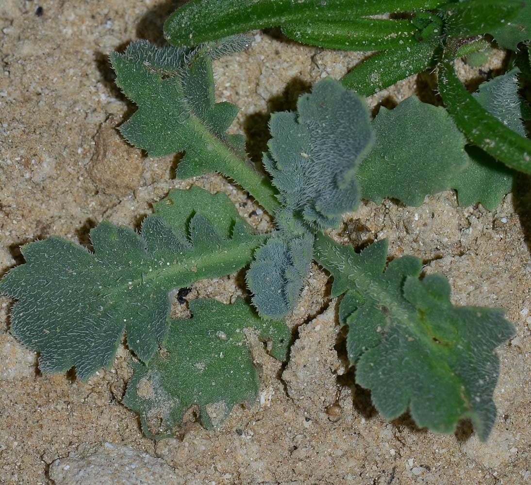 Изображение особи Glaucium flavum.