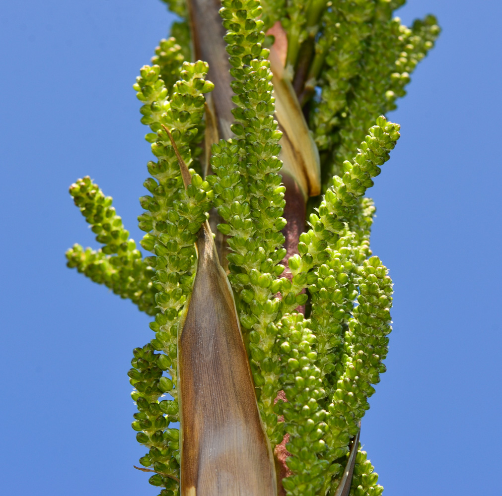 Image of Dasylirion wheeleri specimen.