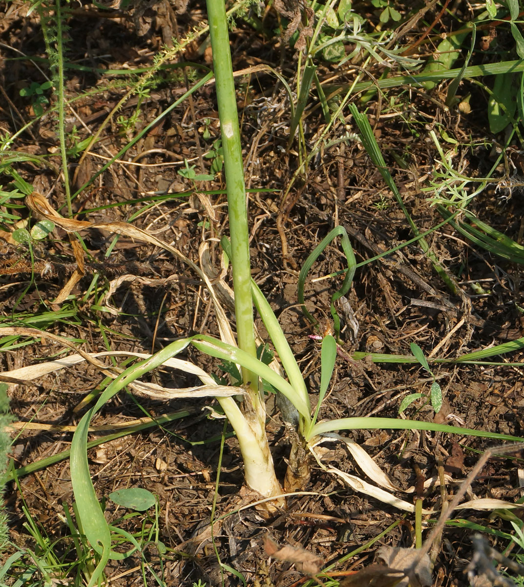 Image of Allium nutans specimen.