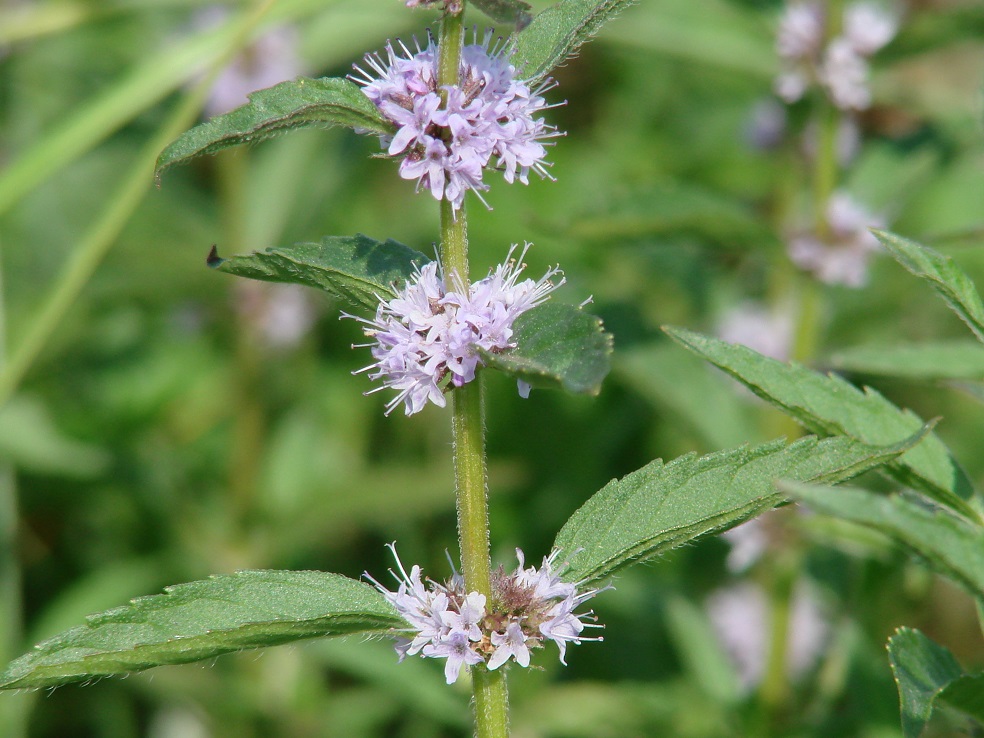 Image of Mentha arvensis specimen.