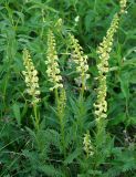 Pedicularis incarnata. Верхушки цветущих растений. Бурятия, Окинский р-н, падь Хи-Гол, ≈ 2000 м н.у.м., влажный луг на берегу ручья. 11.07.2015.