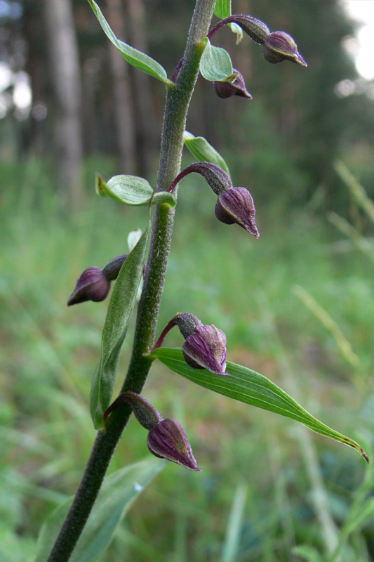 Image of Epipactis atrorubens specimen.