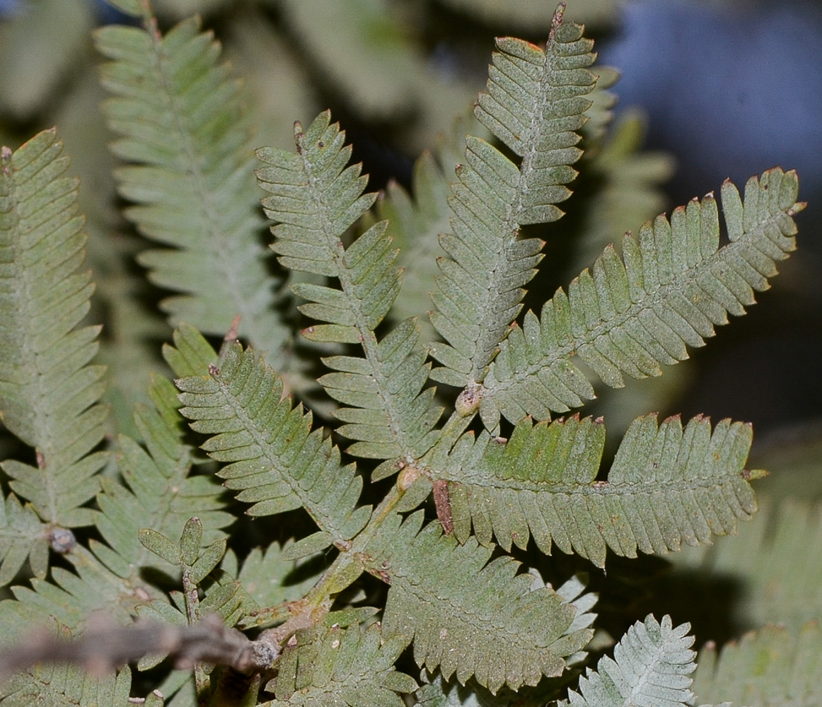 Image of Acacia baileyana specimen.