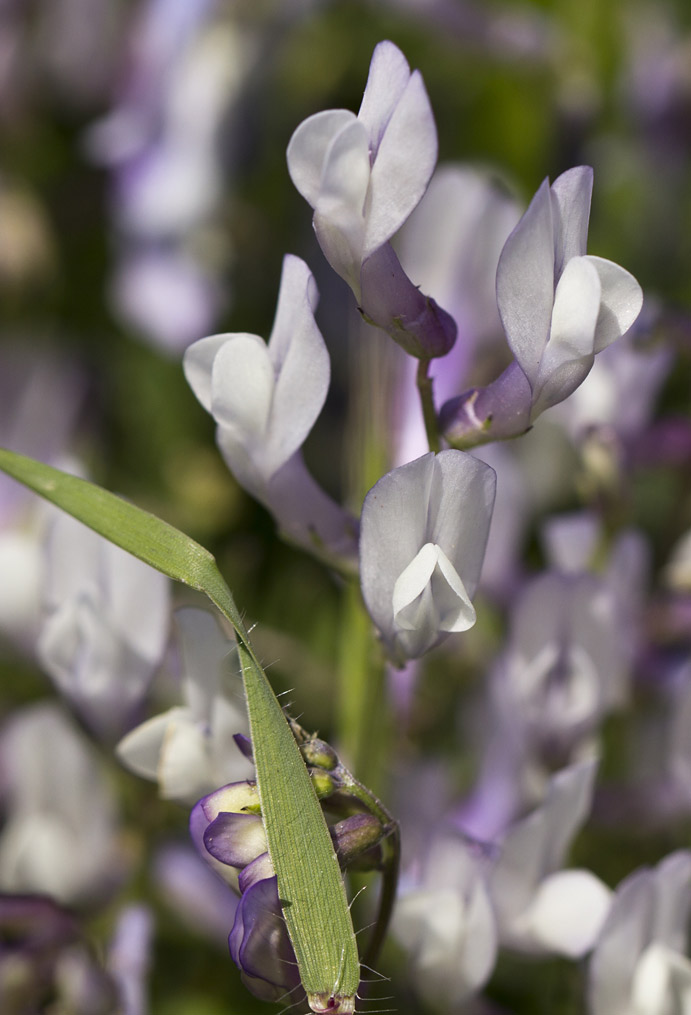 Image of Vicia cretica ssp. aegaea specimen.