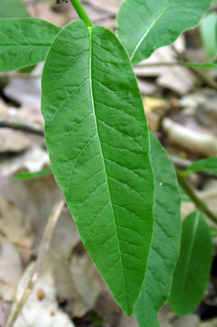 Image of Euphorbia squamosa specimen.