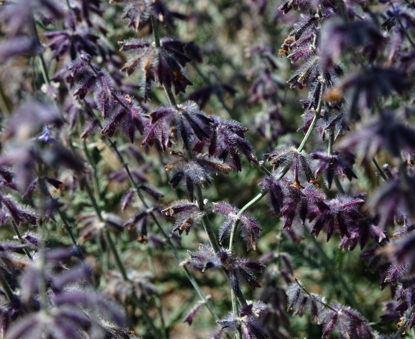 Image of Perovskia abrotanoides specimen.